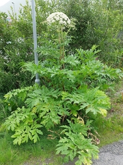 Heracleum persicum
