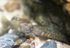 Bathygobius krefftii