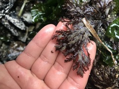 Odonthalia washingtoniensis