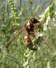 Megapterocheilus