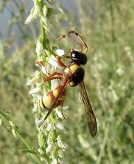Megapterocheilus