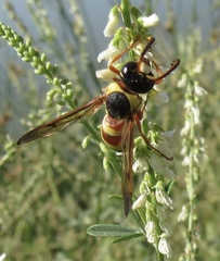 Megapterocheilus