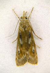 Occidentalia comptulatalis