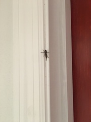 Neoitamus flavofemoratus