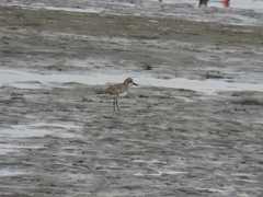 Pluvialis squatarola