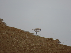 Charadrius pallidus
