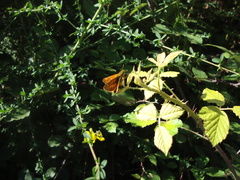 Ochlodes sylvanus