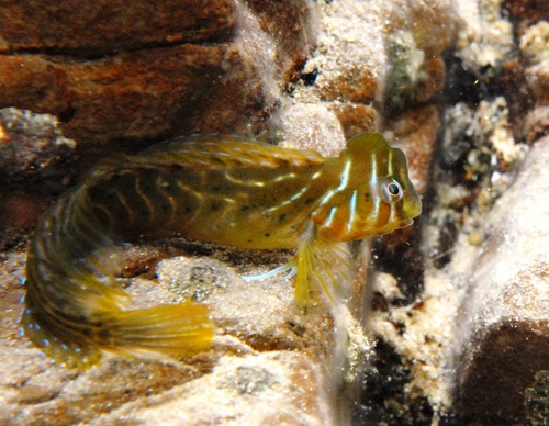 Oester-slijmvis (Omobranchus anolius) — Blenniidae