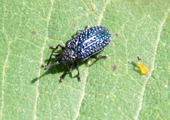 Microrhopala excavata