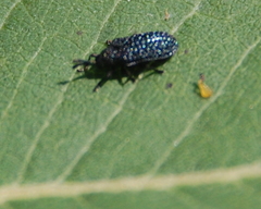 Microrhopala excavata