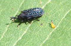 Microrhopala excavata