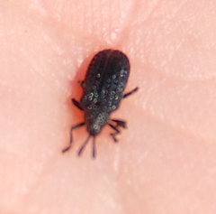 Microrhopala excavata