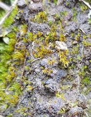 Dicranella rufescens