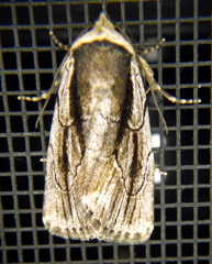 Sympistis badistriga