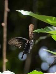 Papilio protenor