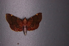 Hypsopygia pelasgalis