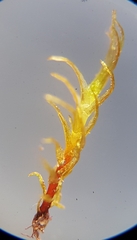 Dicranella rufescens