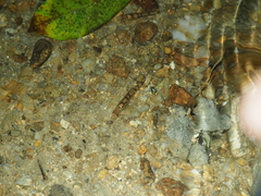 Liniparhomaloptera disparis