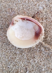 Chione elevata