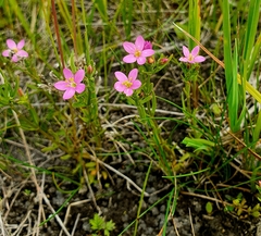 Centaurium littorale uliginosum