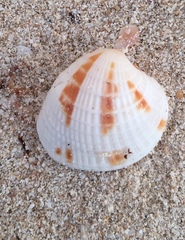 Chione elevata