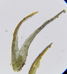 Dicranella rufescens