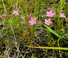 Centaurium littorale uliginosum