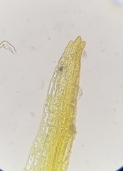 Dicranella rufescens