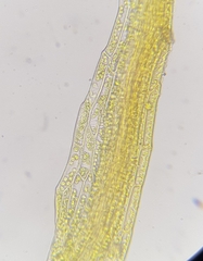 Dicranella rufescens