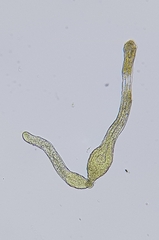 Dicranella rufescens