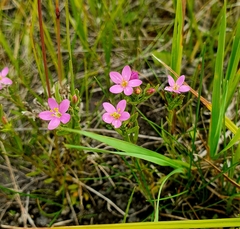 Centaurium littorale uliginosum