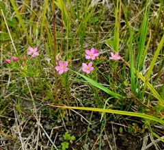 Centaurium littorale uliginosum