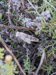 Oedipoda coerulea