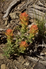 Castilleja applegatei breweri