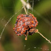 Oriental Bolas Spiders - Photo (c) Stephen Ng, some rights reserved (CC BY-NC), uploaded by Stephen Ng