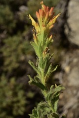 Castilleja applegatei breweri