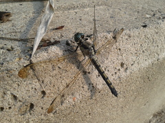 Orthetrum lineostigma