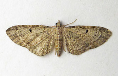 Eupithecia tenuiata