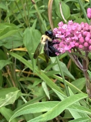 Xylocopa virginica