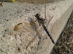 Orthetrum lineostigma