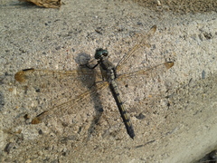 Orthetrum lineostigma