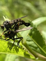 Neoitamus socius
