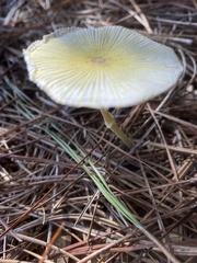 Leucocoprinus fragilissimus image