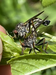Neoitamus socius