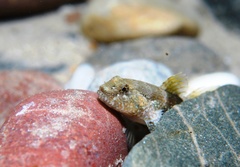 Bathygobius krefftii