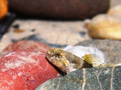 Bathygobius krefftii