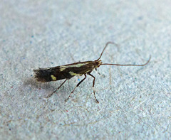 Calybites phasianipennella