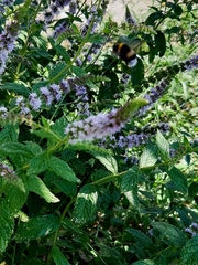Bombus terrestris dalmatinus