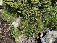 Geum coccineum