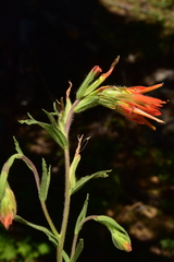 Castilleja disticha